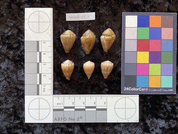 19x12x15 dorsal photo thumbnail