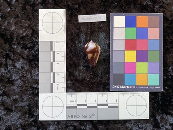 26x15x20.5 ventral photo thumbnail