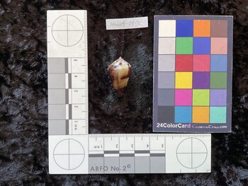 26x15x20.5 dorsal photo thumbnail
