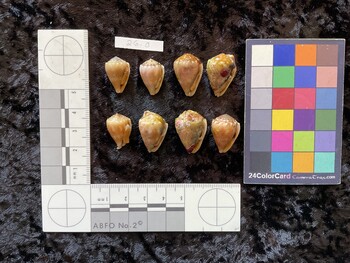 ventral possible photo thumbnail