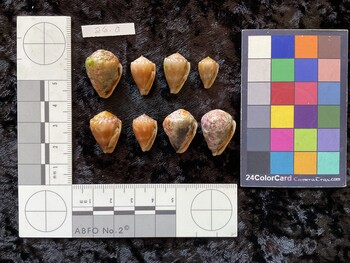 ventral possible photo thumbnail