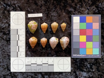 dorsal possible photo thumbnail