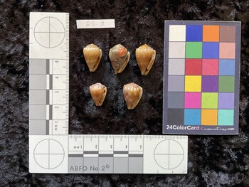 ventral possible photo thumbnail