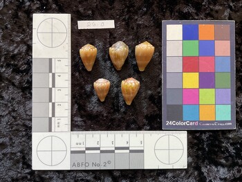 dorsal possible photo thumbnail