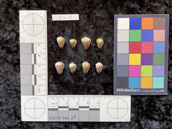 ventral possible photo thumbnail