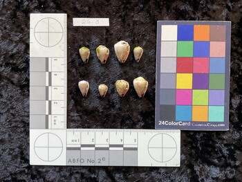 ventral possible photo thumbnail
