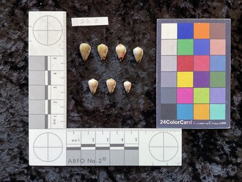 ventral possible photo thumbnail