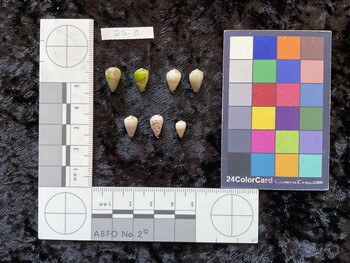 dorsal possible photo thumbnail