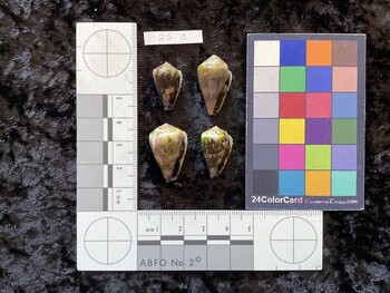 20x12x16.5 ventral photo thumbnail