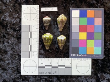 20x12x16.5 dorsal photo thumbnail