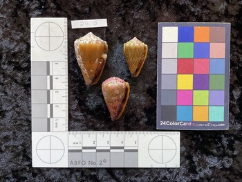 38x22.5x33 ventral photo thumbnail