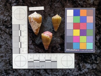 38x22.5x33 dorsal photo thumbnail