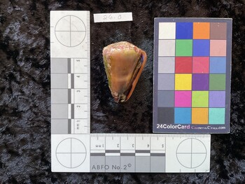 40x26.5x35 ventral photo thumbnail