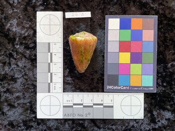 40x26.5x35 dorsal photo thumbnail