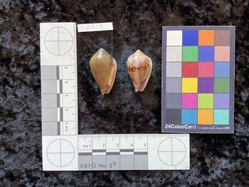 32.5x18.5x25 ventral photo thumbnail