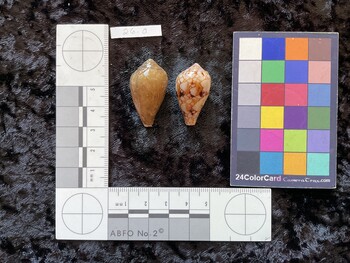32.5x18.5x25 dorsal photo thumbnail