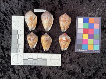 ventral possible photo thumbnail