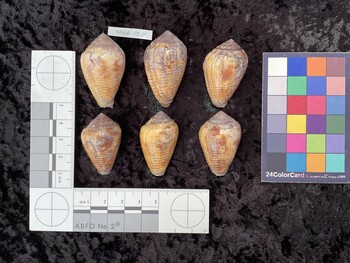 dorsal possible photo thumbnail