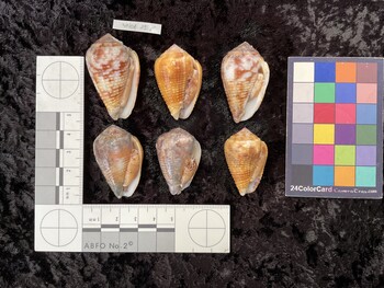 ventral possible photo thumbnail