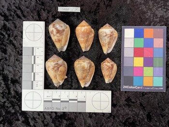ventral possible photo thumbnail