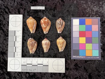 ventral possible photo thumbnail
