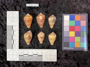 dorsal possible photo thumbnail