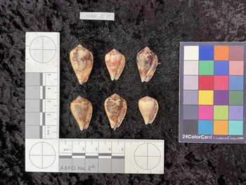 ventral possible photo thumbnail