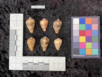 dorsal possible photo thumbnail