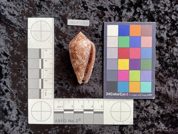 49.5x26.5x40 ventral photo thumbnail