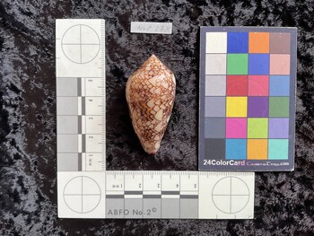 49.5x26.5x40 dorsal photo thumbnail
