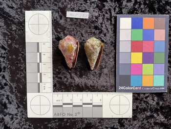 32x18x26.5 ventral photo thumbnail