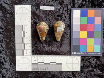32x18x26.5 dorsal photo thumbnail