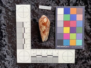 45.5x20x39.5 ventral photo thumbnail
