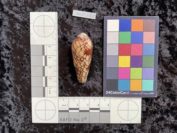 45.5x20x39.5 dorsal photo thumbnail