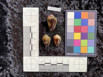 27x15.5x22.5 ventral photo thumbnail