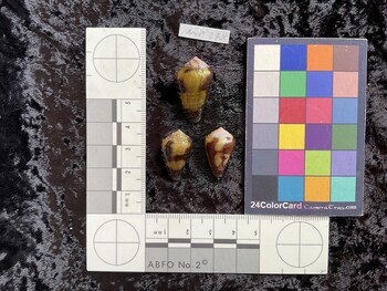27x15.5x22.5 dorsal photo thumbnail