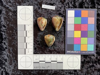ventral possible photo thumbnail