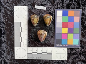 ventral possible photo thumbnail