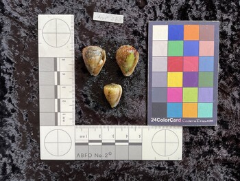 ventral possible photo thumbnail