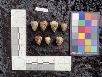 ventral possible photo thumbnail