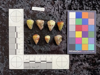 dorsal possible photo thumbnail