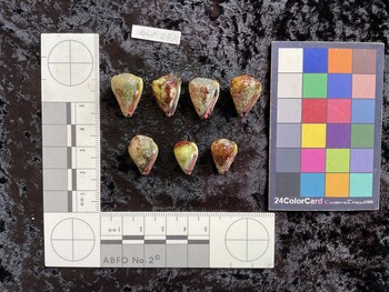 ventral possible photo thumbnail