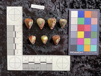 ventral possible photo thumbnail