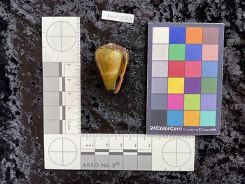 34.5x20.5x29.5 ventral photo thumbnail