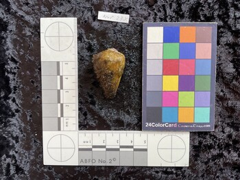 34.5x20.5x29.5 dorsal photo thumbnail