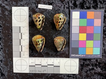 ventral possible photo thumbnail