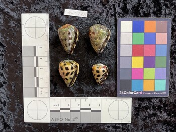 ventral possible photo thumbnail