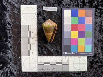 37x21.5x30 ventral photo thumbnail