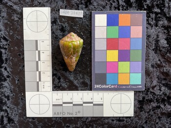 37x21.5x30 dorsal photo thumbnail