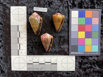 30.5x19x26.5 ventral photo thumbnail